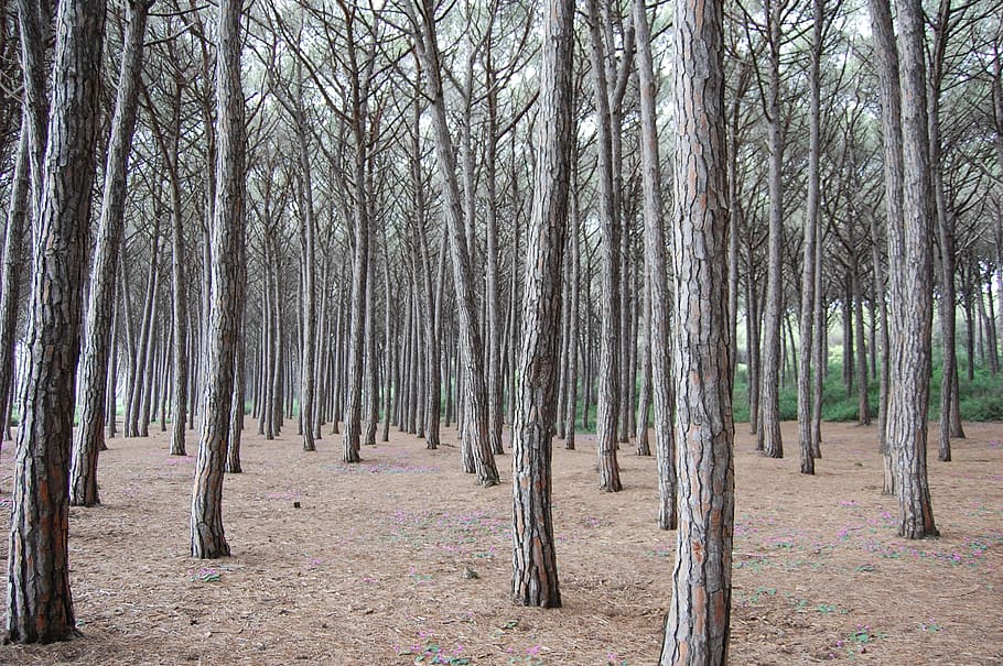 forest, nature, trees, land, plant, tree trunk, tranquility HD wallpaper
