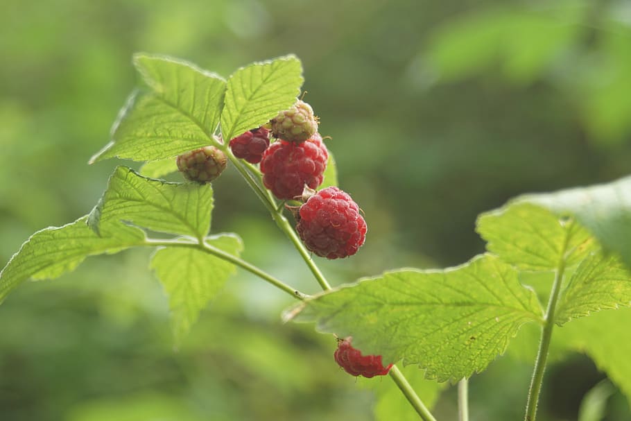raspberry, bush, fruits, wild, nature, red, leaf, plant part HD wallpaper