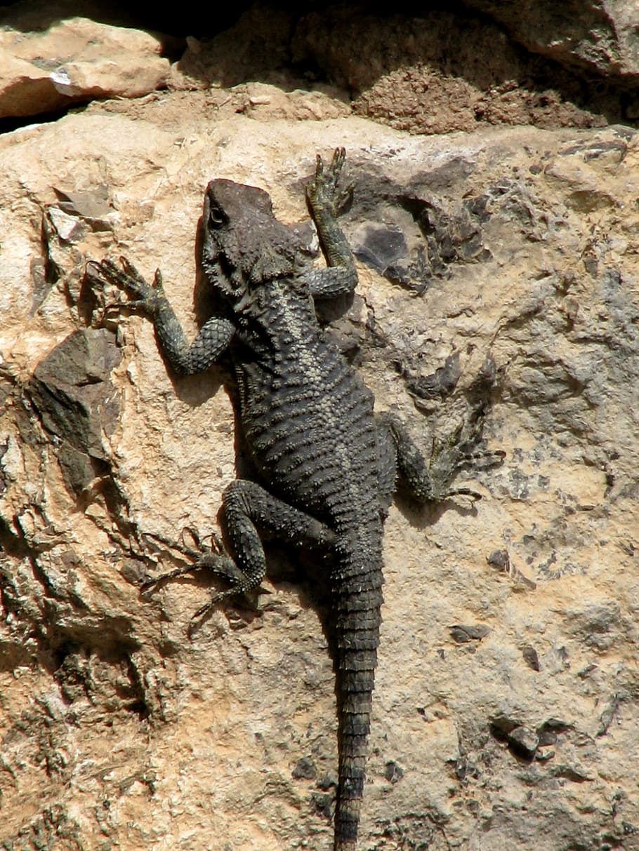 lizard, cyprus, reptile, animal themes, animal wildlife, one animal HD wallpaper