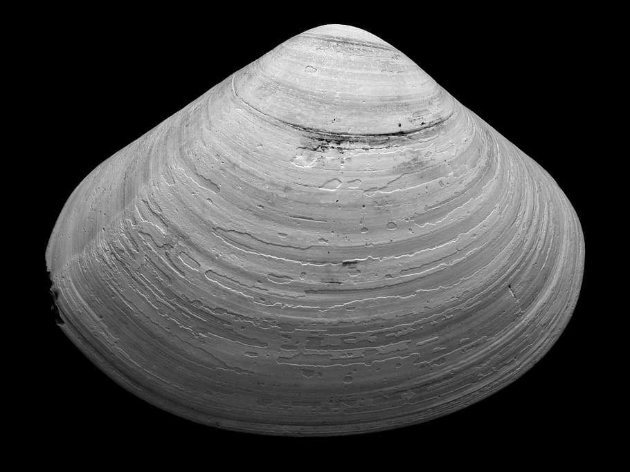 grayscale of seashell against black background, untitled, lines HD wallpaper