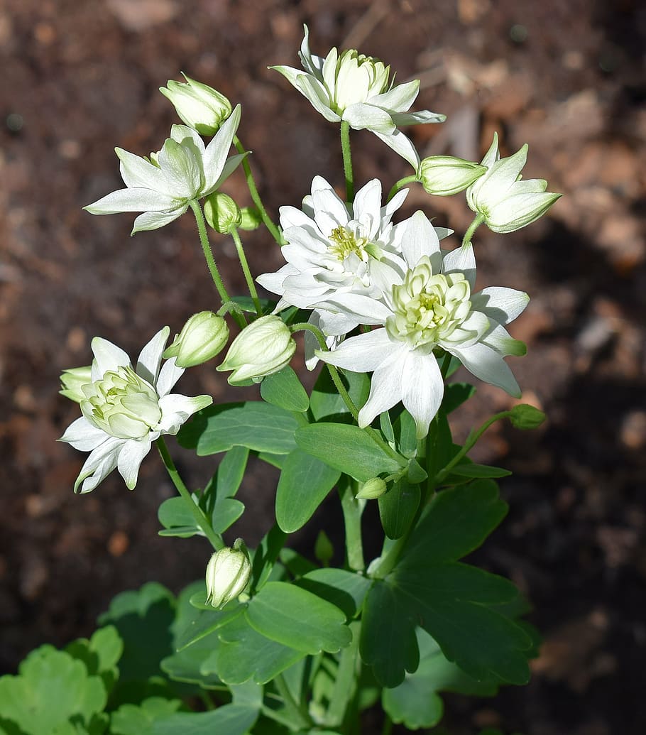 columbine, full bloom, double, flower, blossom, plant, garden HD wallpaper