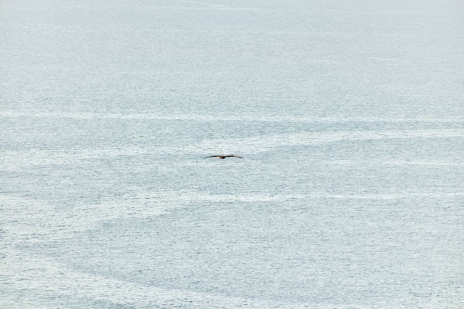 bird flying over ocean, bird flying over body of water, snow HD wallpaper