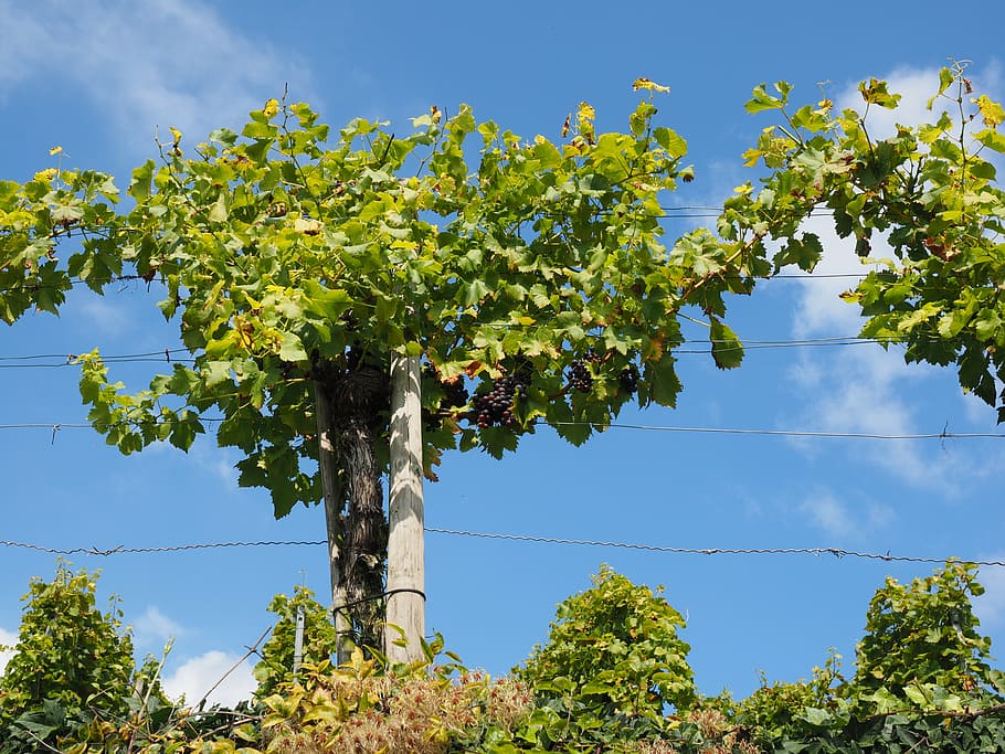 grapevine, grapes, winegrowing, blue, plantation, climber, crop HD wallpaper