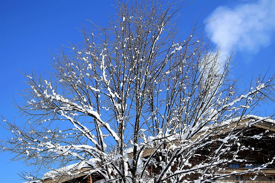 winter, snow, tree, wintry, cold, nature, advent, christmas HD wallpaper