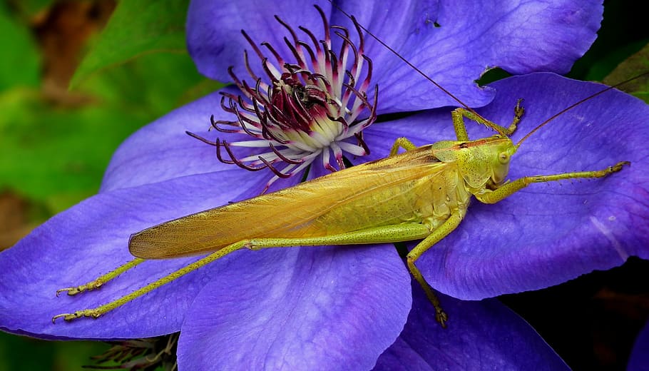 insect, grasshopper, macro, nature, flower, the petals, flowering plant HD wallpaper