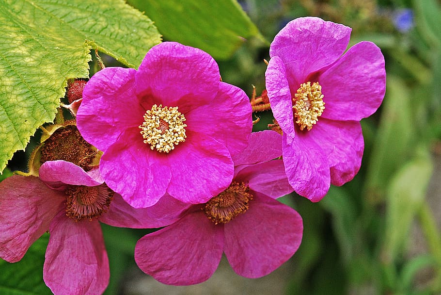Raspberry, Purple Flowering Raspberry, nature, macro, shrub HD wallpaper