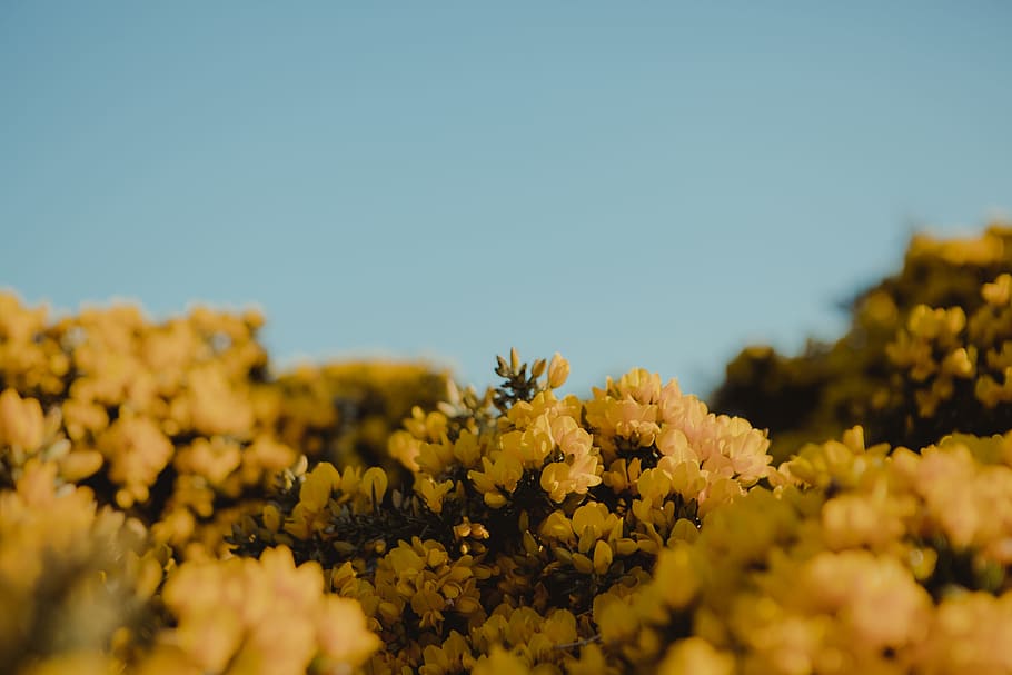 Welsh Gorse, yellow petaled flowers, florwe, blue sky, nature HD wallpaper