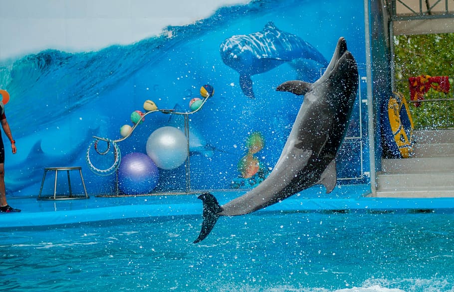 10 Reasons to Visit Dubai Dolphinarium in Dubai