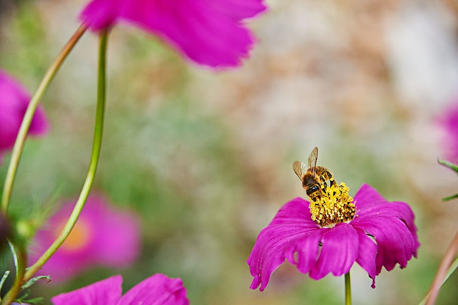 bee, flowers, purple, flowering plant, beauty in nature, animal HD wallpaper