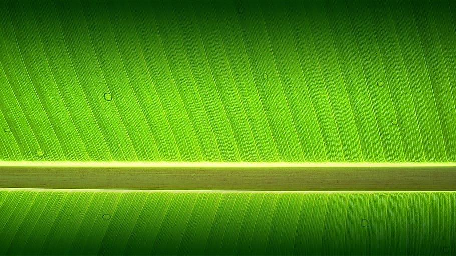 banana tree, garden, wallpaper, green color, backgrounds, full frame, HD wallpaper