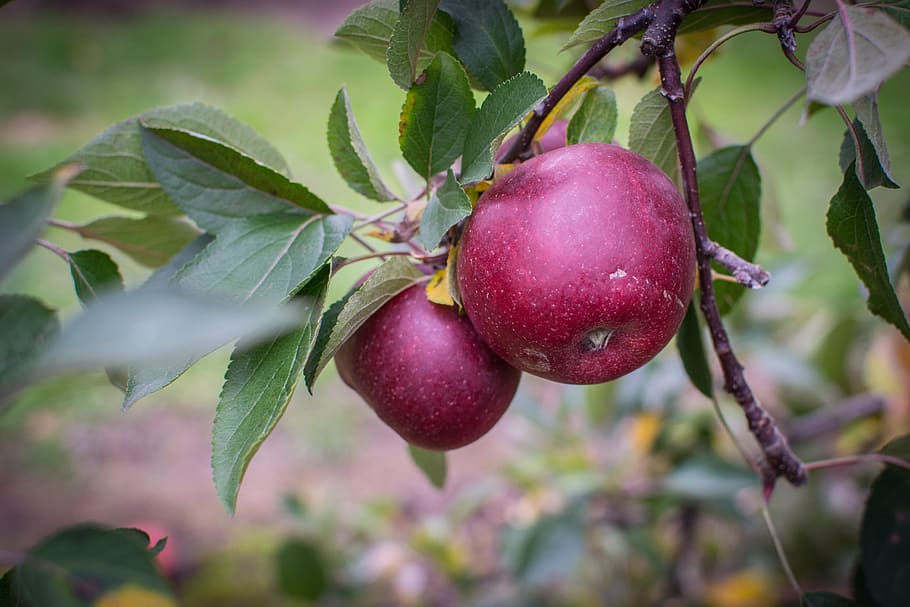 Apple, Farm, Pick, Fruit, Plant, food, red, health, orchard HD wallpaper