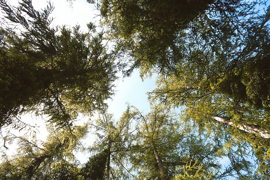 Trees, Light, Avenue, Nature, sky, forest, no people, outdoors HD wallpaper