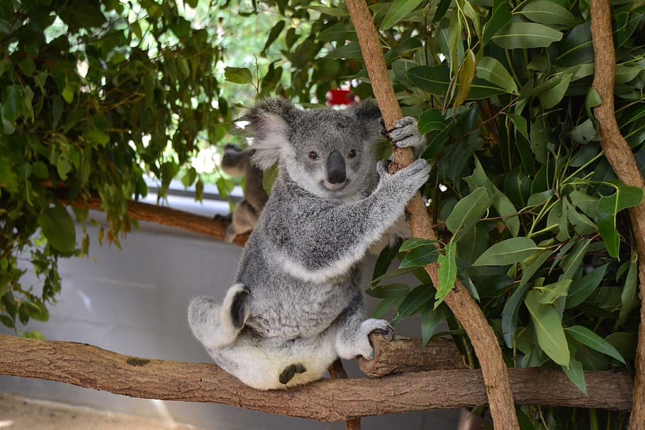 australia, koala, brisbane, animal, wildlife, native, cute, HD wallpaper