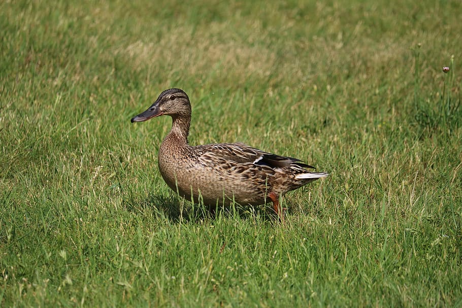 duck, meadow, bird, nature, mallard, close, plumage, animal HD wallpaper