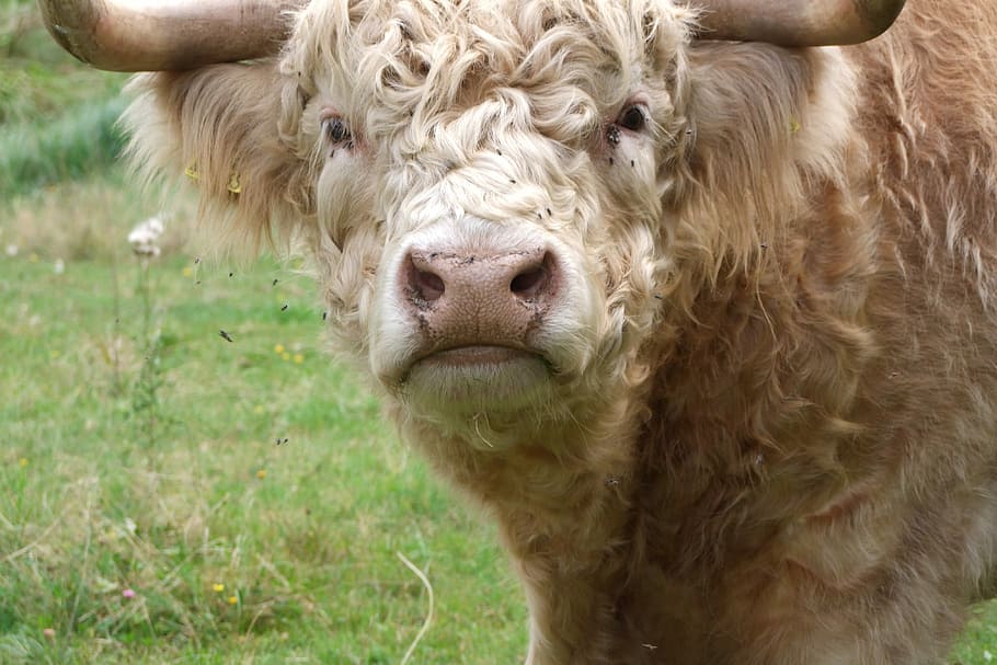 Beef, Cattle, Pasture, Highland, highland beef, organic beef HD wallpaper