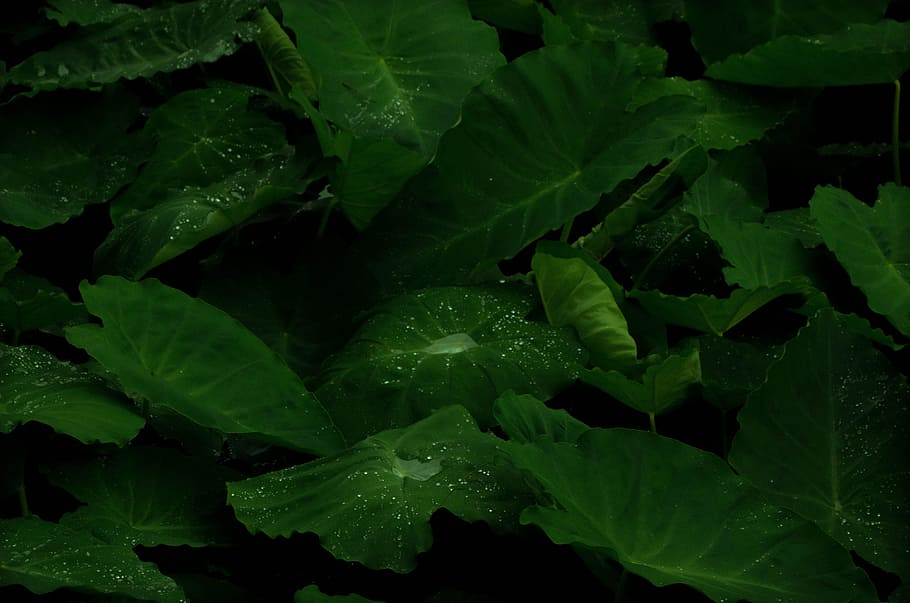 taro plant with dews, photography of leafed plants, lush, green HD wallpaper