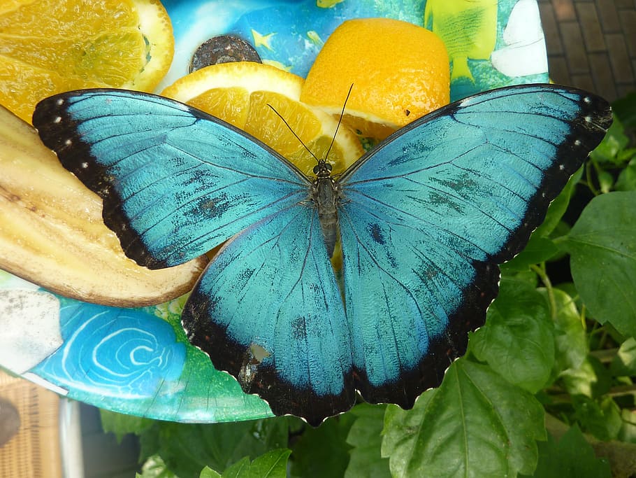 teal and black butterfly on plate, blue, wing, insect, nature HD wallpaper