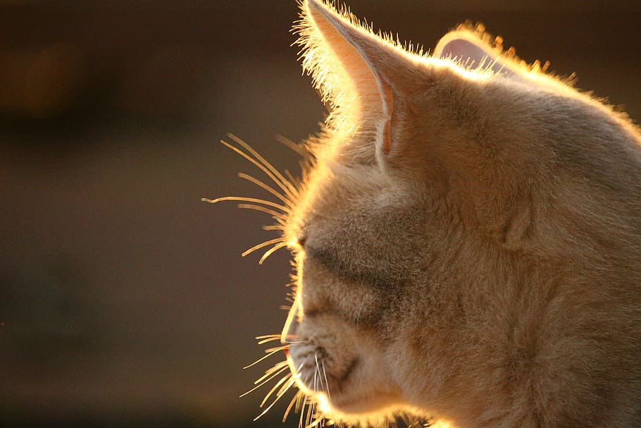 cat, cat face, light, evening light, autumn, mackerel, cat portrait HD wallpaper