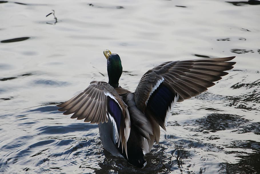 HD wallpaper: Stretching, photo of mallard duck on body of water, wing ...