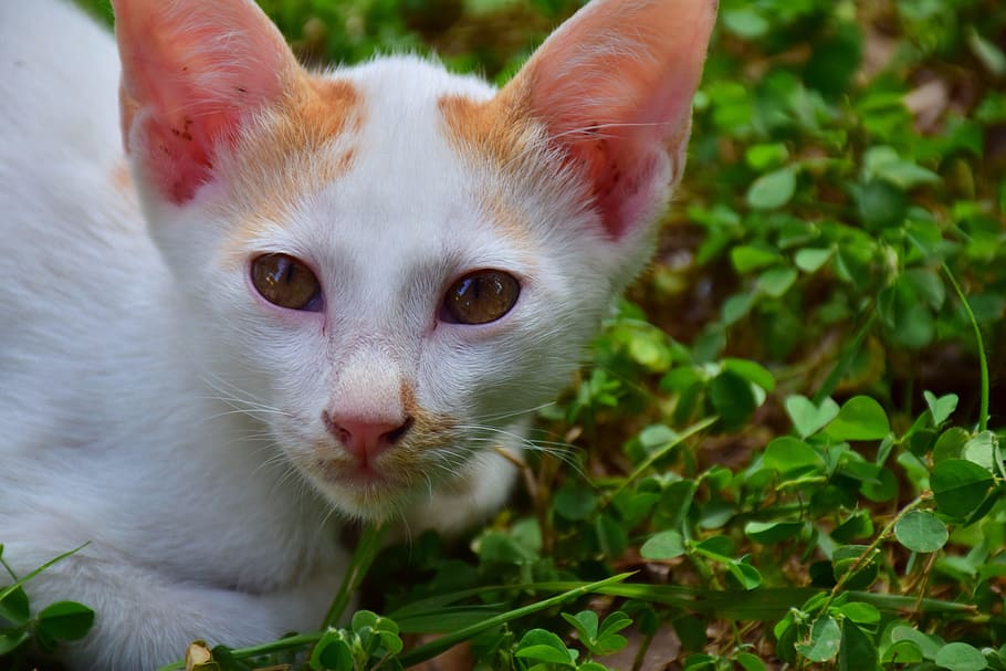 cat, kitten, cute, white, nature, animals, pets, animal themes HD wallpaper
