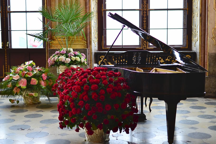 red chrysanthemum flowers beside grand piano, upright piano, classics