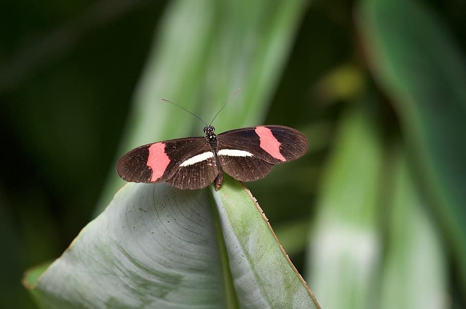 butterfly, macro, nature, insect, invertebrate, animal themes HD wallpaper