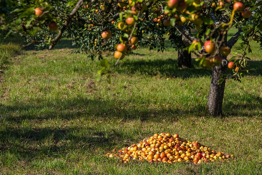 apple, fruit, windfall, harvest, autumn, lazy, corrupted, nature HD wallpaper