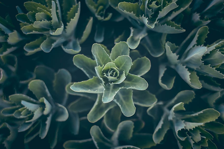 green, leaf, plant, nature, beauty in nature, close-up, no people HD wallpaper