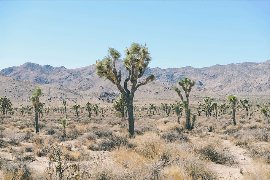 green plants under blue sky, tree, dessert, desert, trees, shrubs HD wallpaper