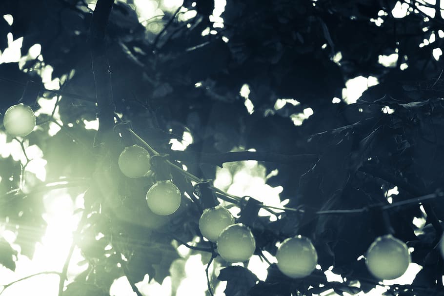 green leafed tree, round, string, lights, branch, string lights HD wallpaper
