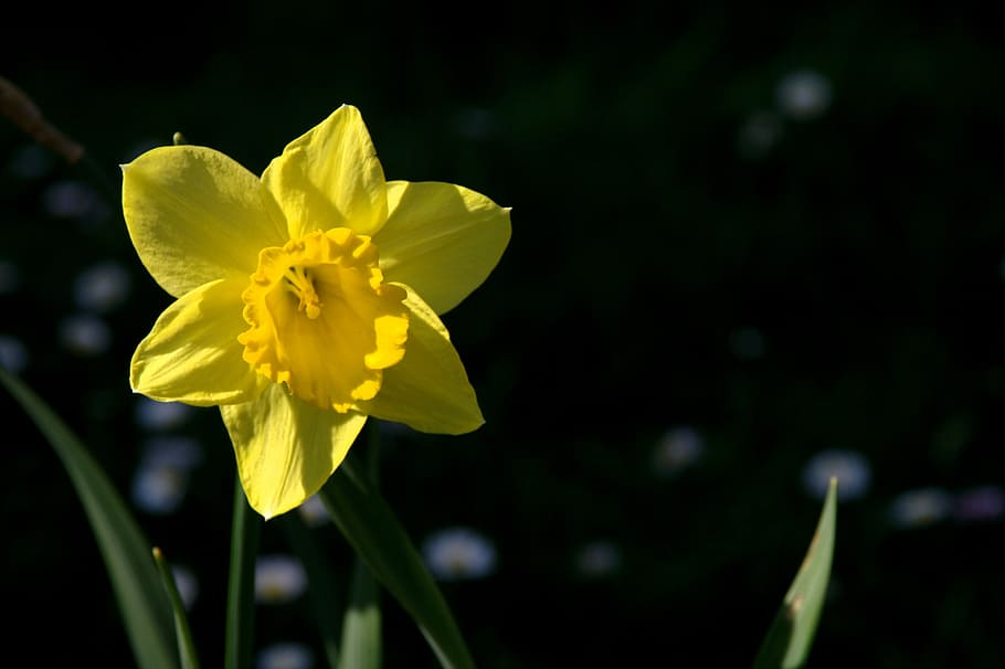 nature, spring, flower, flowers, narcissus, flowering plant HD wallpaper