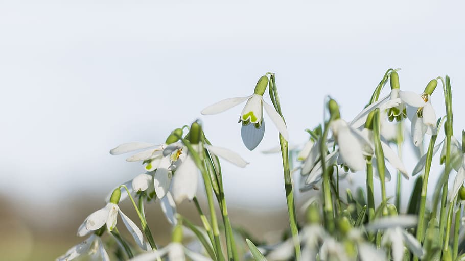 Snowflake, Spring, Flower, Plant, Nature, springtime, close-up HD wallpaper