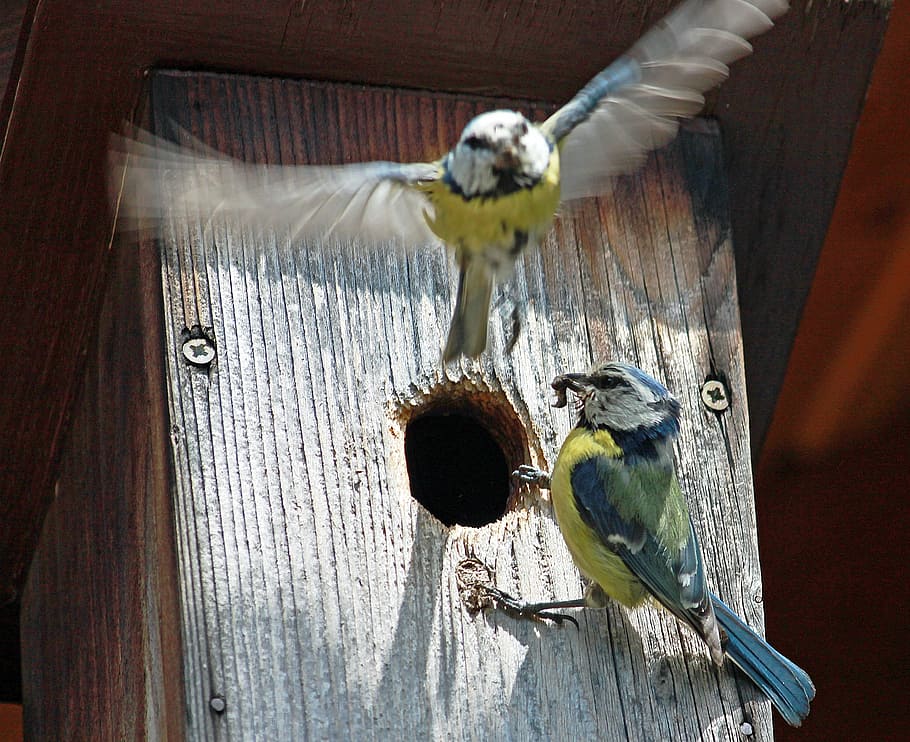 nesting box, blue tit, food, claws out, birds, small bird, animal themes