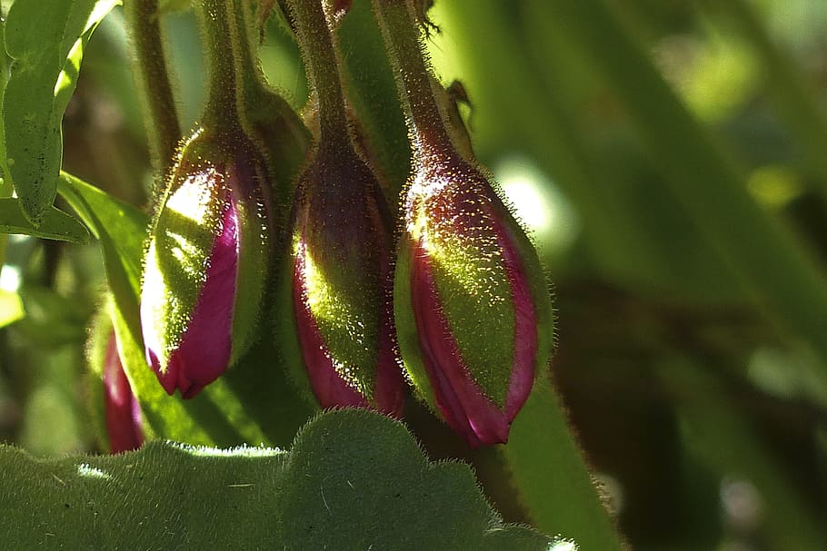 buds, geranium, flower, garden, summer, plant, nature, close-up HD wallpaper