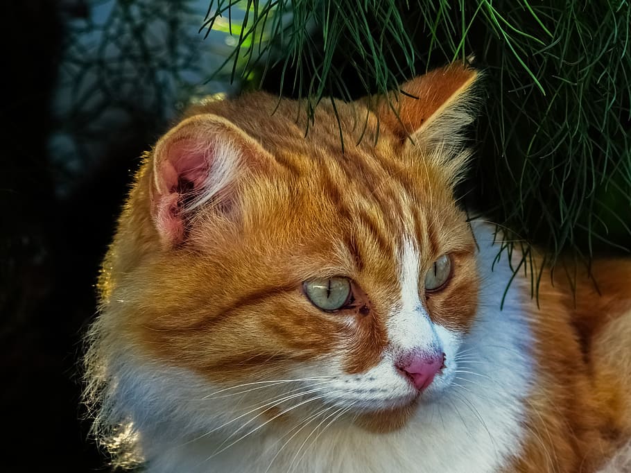cat, stray, animal, face, eyes, street, portrait, outdoors HD wallpaper