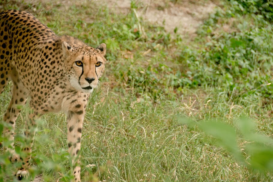 HD wallpaper: cheetah, predator, big cat, carnivores, africa, kenya ...