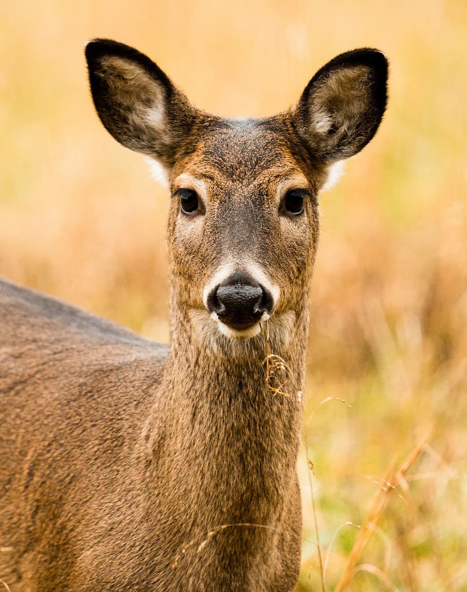 Deer face 1080P, 2K, 4K, 5K HD wallpapers free download | Wallpaper Flare