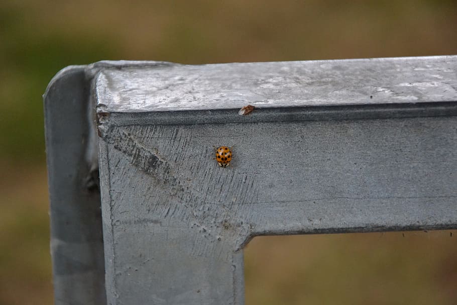 ladybug, beetle, insect, nature, red, summer, goal, invertebrate HD wallpaper