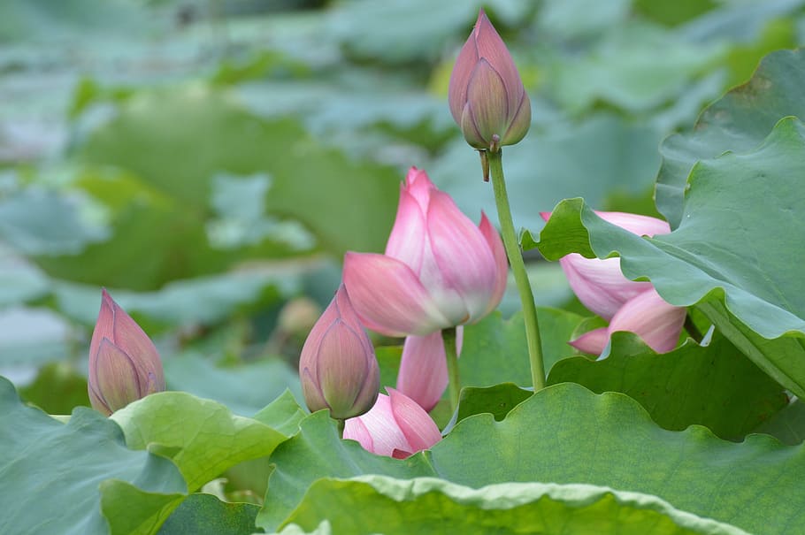 Chase, Lotus, Dutch, flower, petal, fragility, beauty in nature HD wallpaper