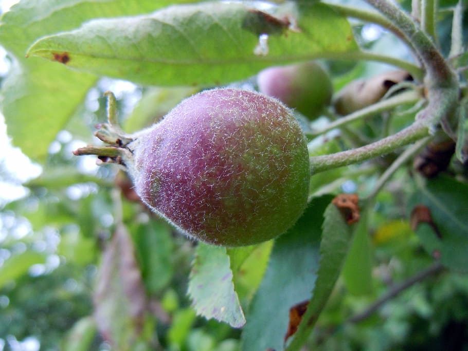 apple, apple tree, close, fruit, food and drink, healthy eating HD wallpaper
