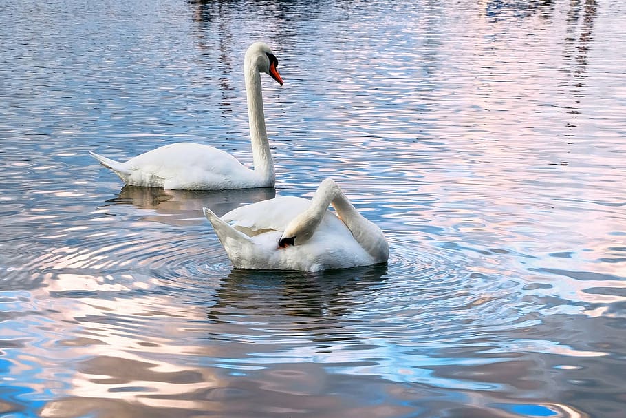 two white swans on river, water, water bird, late autumn, rhine HD wallpaper
