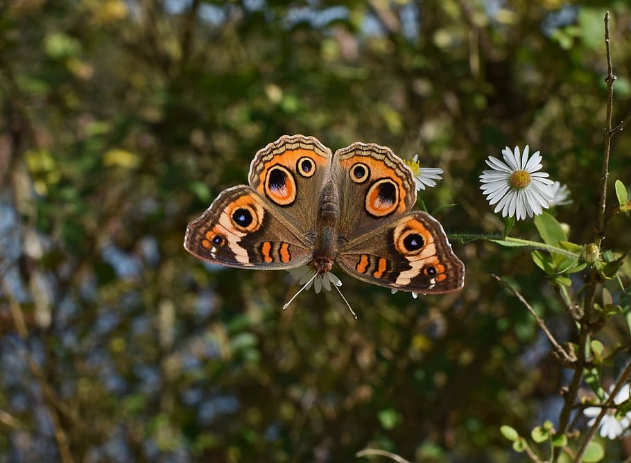 orange butterfly on flower, orange and brown butterfly on top of plant stem HD wallpaper