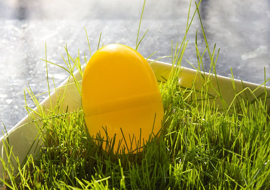 easter, easter egg, raeruoho, surprise egg, grass, plant, yellow HD wallpaper