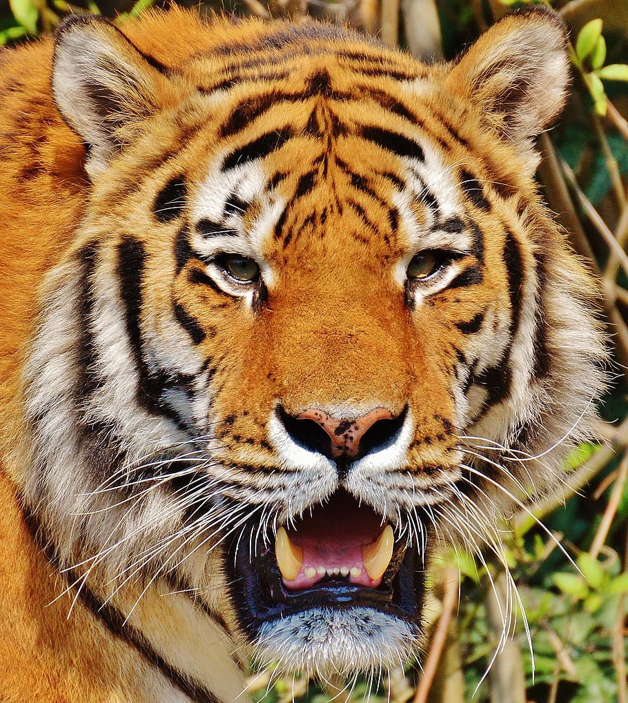 brown tiger, predator, fur, beautiful, dangerous, cat, wildlife photography HD wallpaper