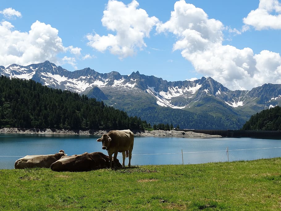 cows, cattle, alm, bergsee, lake, mountains, snow mountains HD wallpaper