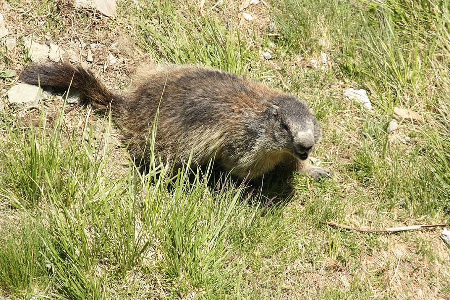 marmot, animal, creature, animal themes, animal wildlife, one animal HD wallpaper