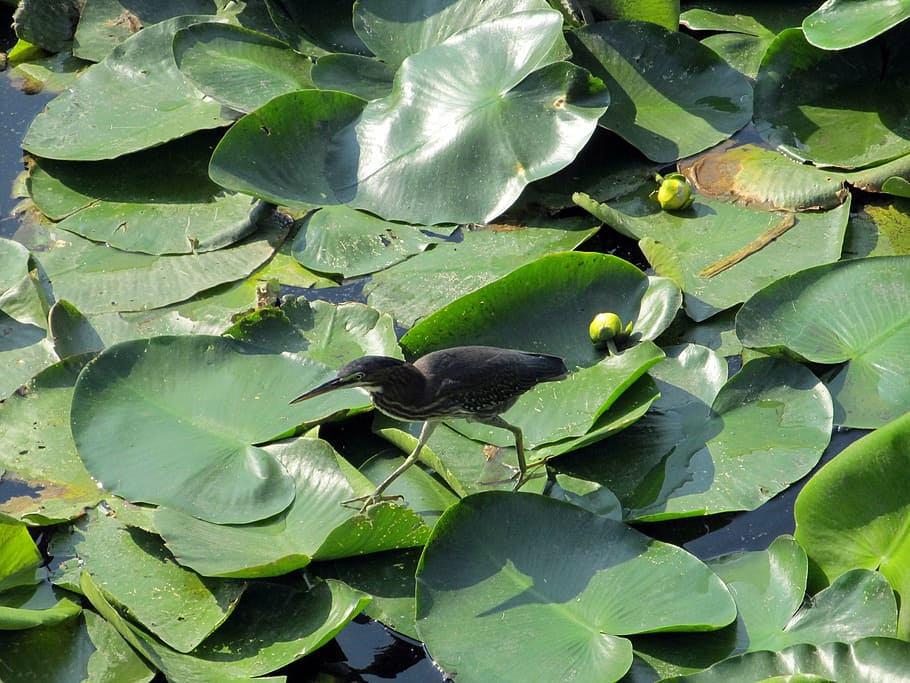 HD wallpaper: bird, lily pad, walking, pond, water, green, pads ...