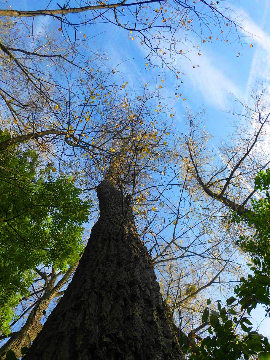 Tree, Log, Wood, Sky, High, High, Forest, Grow, nature, branch HD wallpaper