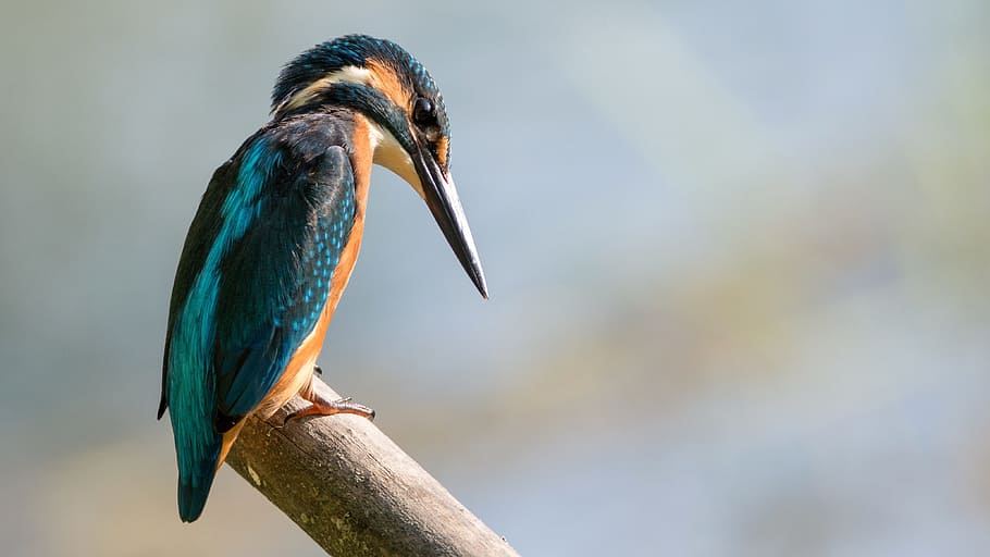 green and brown bird on brown wood, kingfisher, sitting, colored HD wallpaper