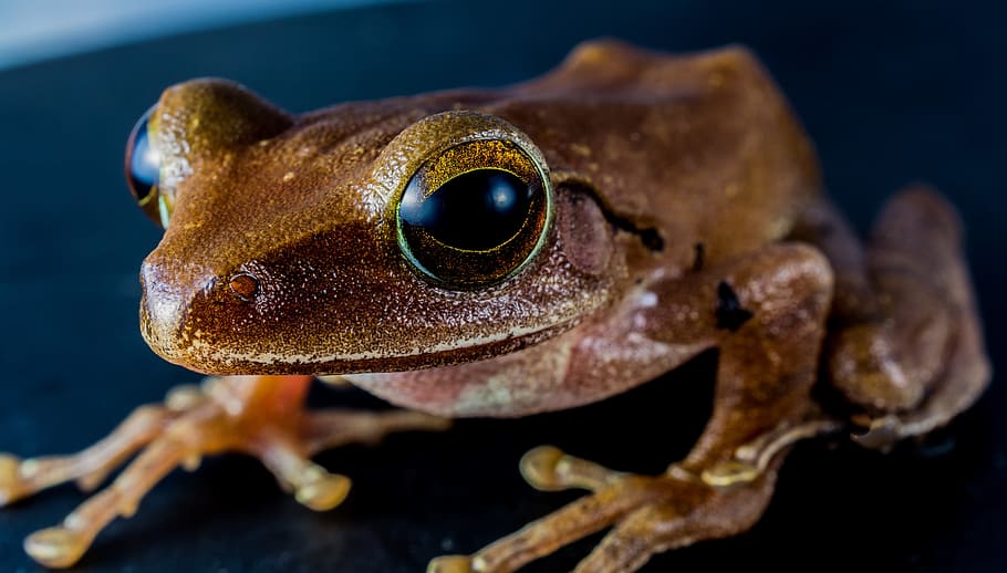 closed up photo of brown frog, tree frog, anuran, amphibians, HD wallpaper